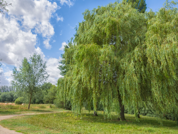 Walking Festival: Botanical Folklore - Water & Witchcraft