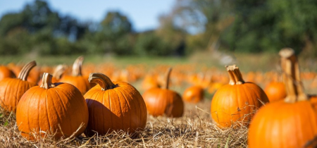 Pumpkin Picking