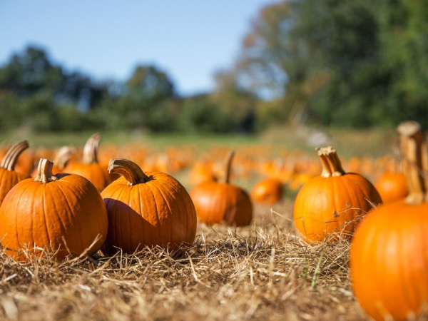 Pumpkin Picking