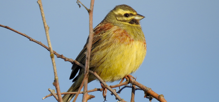 Berry Head Cirl Bunting Day