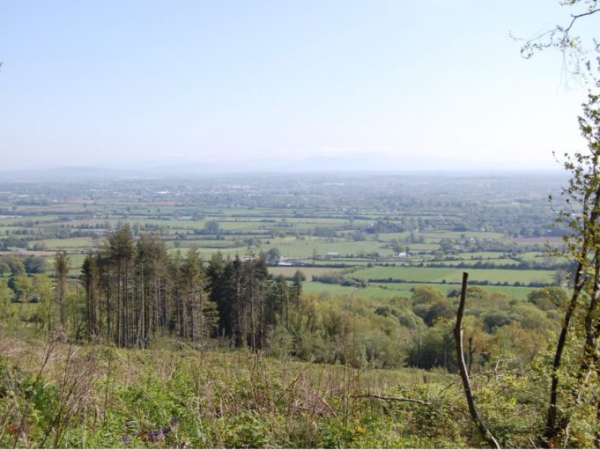C Walk – Walk 9: Mindful Steps, A Wellness Walk through Clogrennan Wood