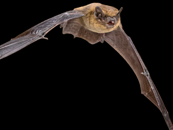 Bat Watching Evening