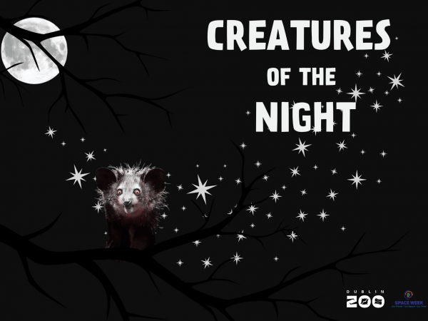An Aye-Aye sits on the branch of a tree, in darkness with cartoon stars and a full moon. IN the right corner large text reads: Creatures of the Night. In the bottom left corner is the Dublin Zoo logo and the Space Week logo