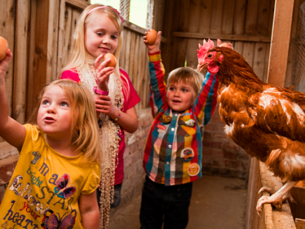 DIY Farm Picnic Party
