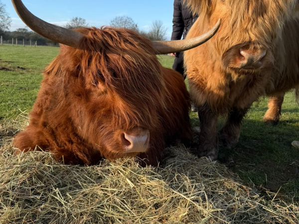 Mothers Day Sunday 15th March 2026