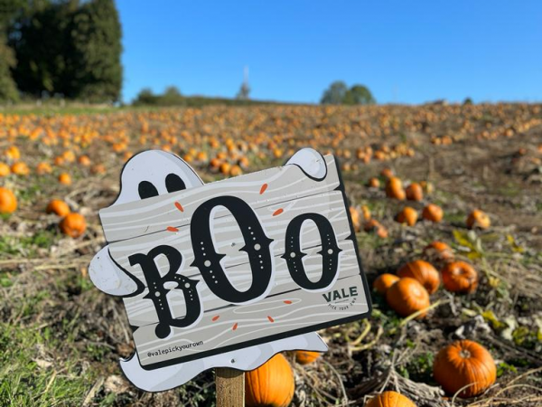 Daytime Pumpkin Picking