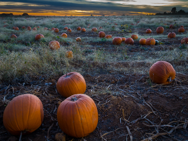 Late Night Pumpkin Picking & Carving