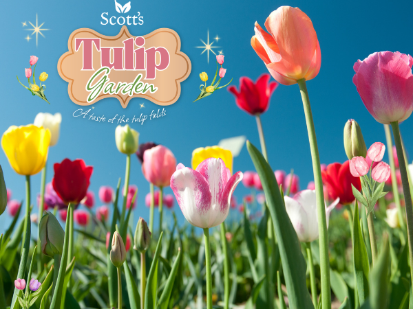 Tulip Garden