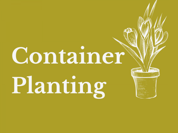 Container Planting