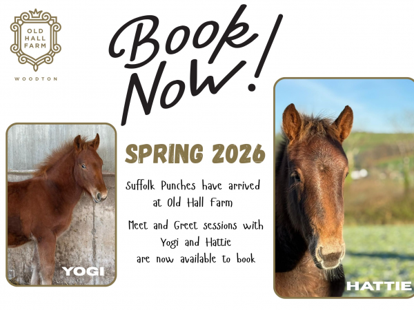 Suffolk Punch Meet and Greet