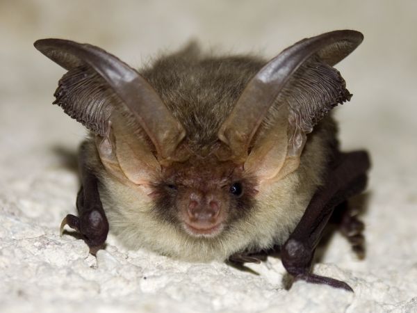 Bat Walk 7 June