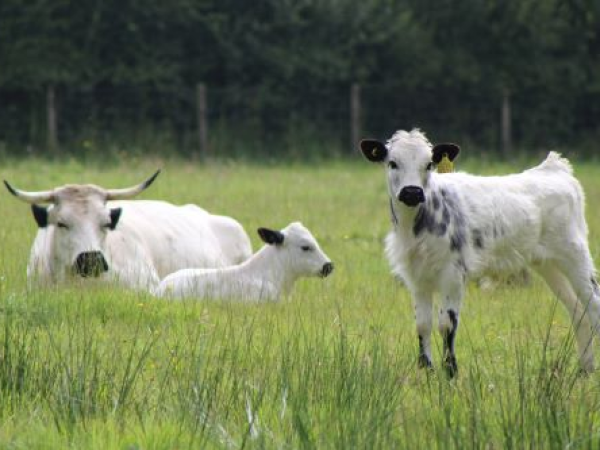 Farming and Rural Skills Workshops (14+) - Autumn/Winter 2026