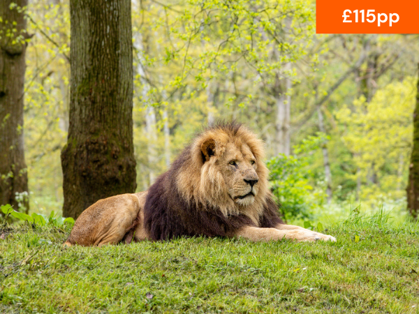 VIP LION EXPERIENCE
