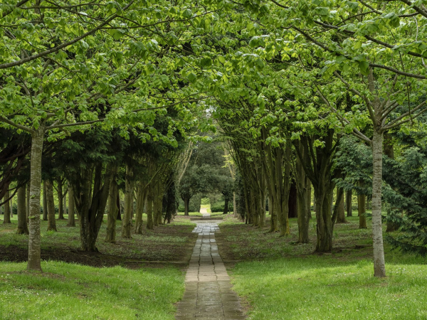 Exploring the Tree Cathedral: Heritage Open Days
