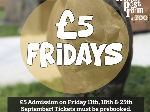 Fridays for a Fiver (Online only)