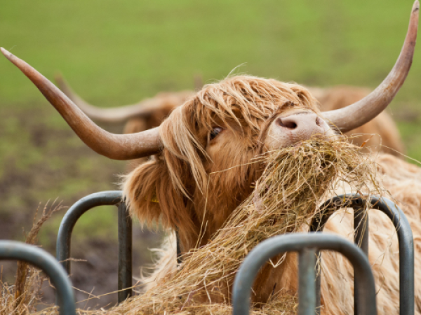 Highland Cow Encounter