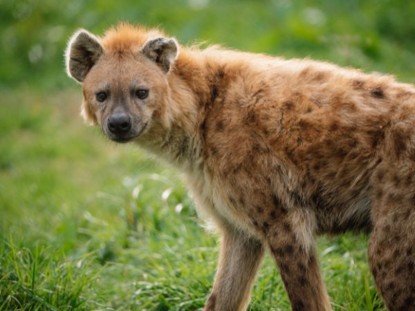 VIP WOLF AND HYENA EXPERIENCE