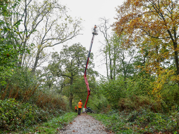 Walk & Talk: Tree ID & Woodland Management