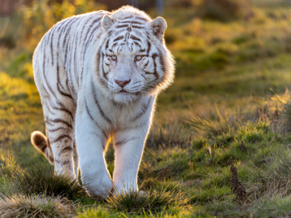 Meat the Tiger Taster Experience
