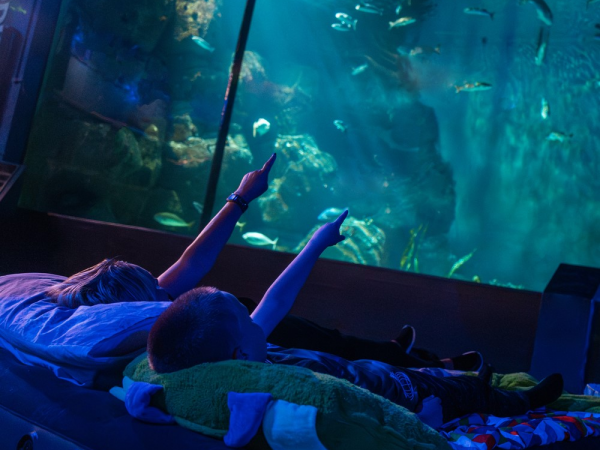 Sleeping with Sharks at The Aquarium