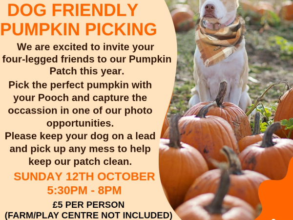 Dog Friendly Pumpkin Picking