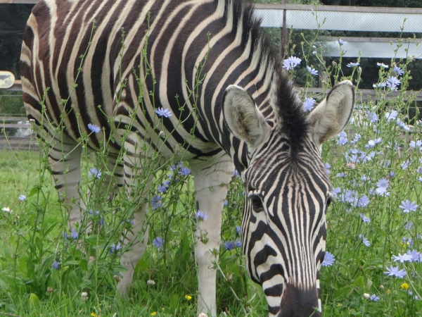 WR11 Locals weekend - £5 entry for local people living in a WR11 postcode