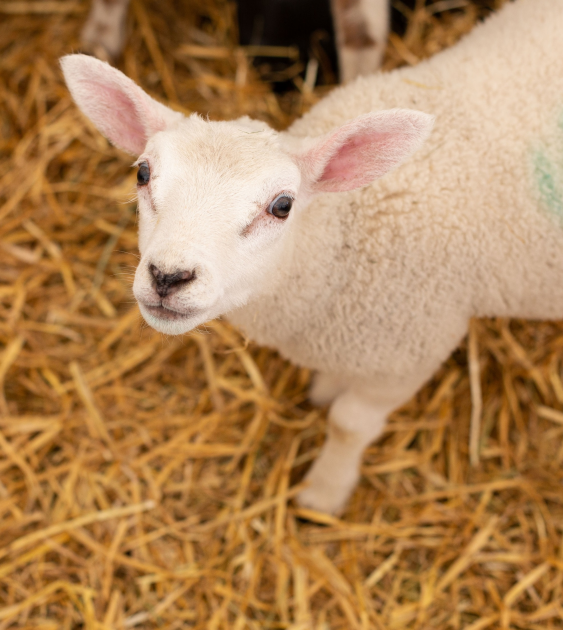 Buy Weekend Tickets online Piglets Adventure Farm