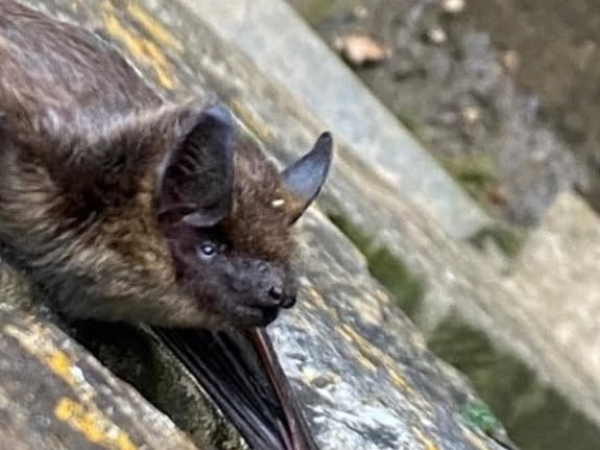 Beautiful Bats at Chard Reservoir