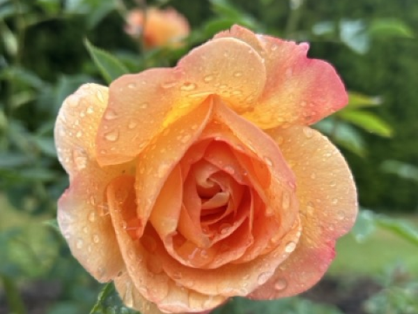 David Austin Roses Gardening Day