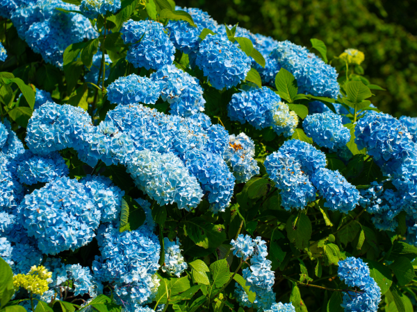 Hydrangea Pruning