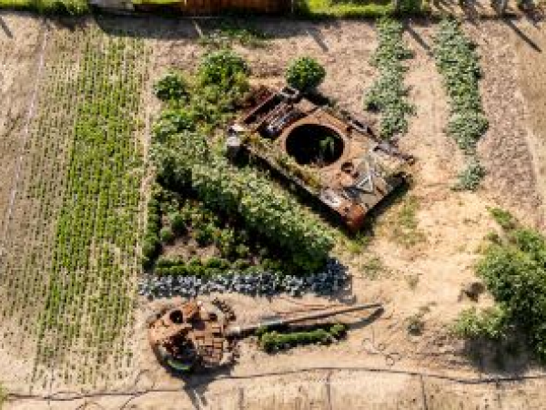 Naive Ukrainian Gardens