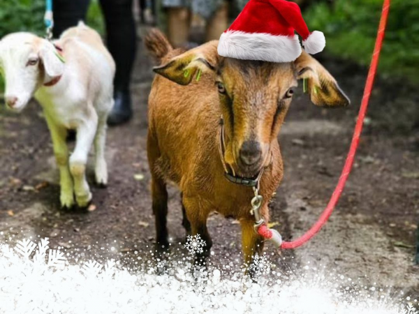Christmas Goat Walking