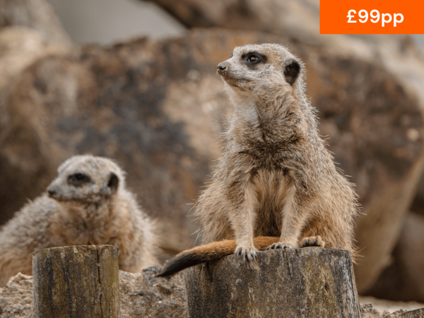 VIP MEERKAT EXPERIENCE