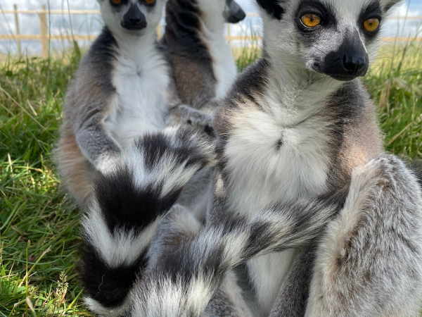 Lemur Heights - Animal Experience