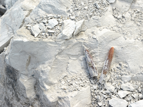 15 October - Chalk, Flint & Arun Valley Prehistory