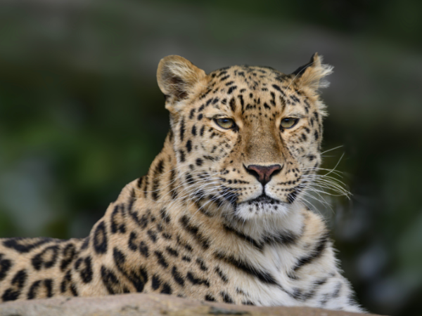 Home Education Day - Crucial Conservation