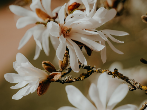Horticulture Guided Walk