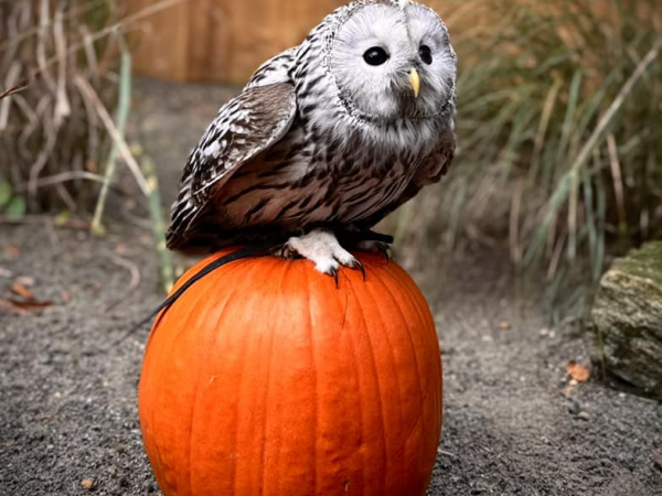 Halloween Hoot