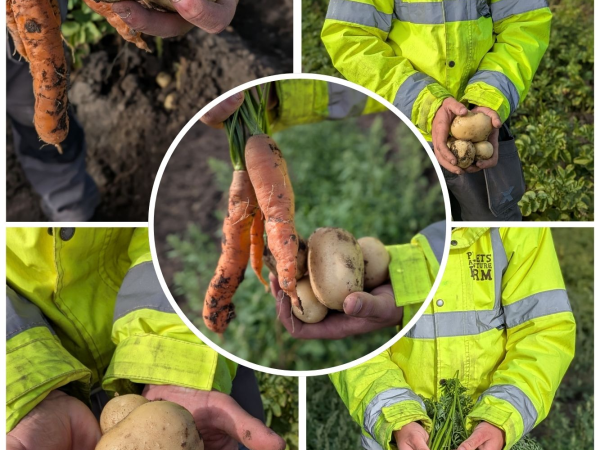Farm Play Day + Big Potato Dig