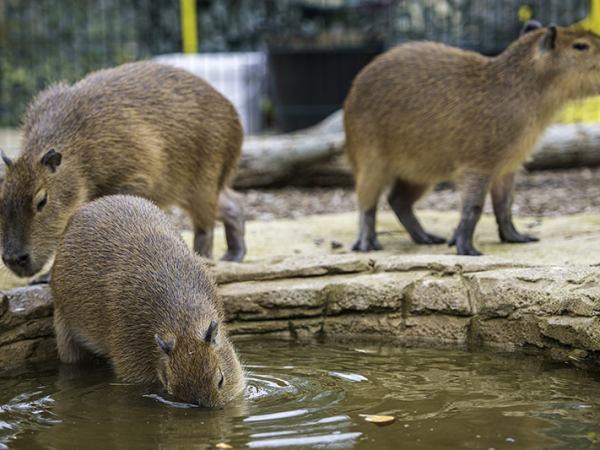 Capybara Experience