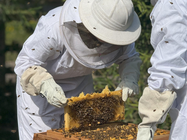 Animal Encounter - Bee Keeper Experience
