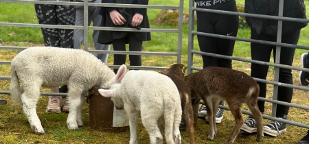 Children studyingt lambs in a pen