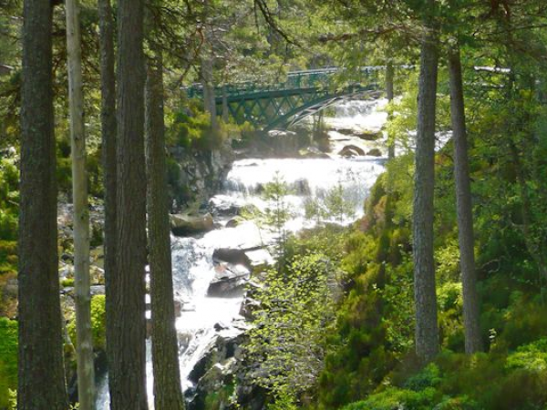 Ballochbuie Forest Walk - 13th June 2025