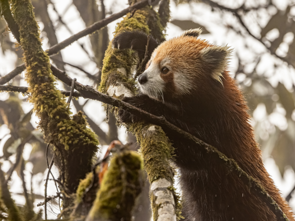 Saving Red Pandas Together