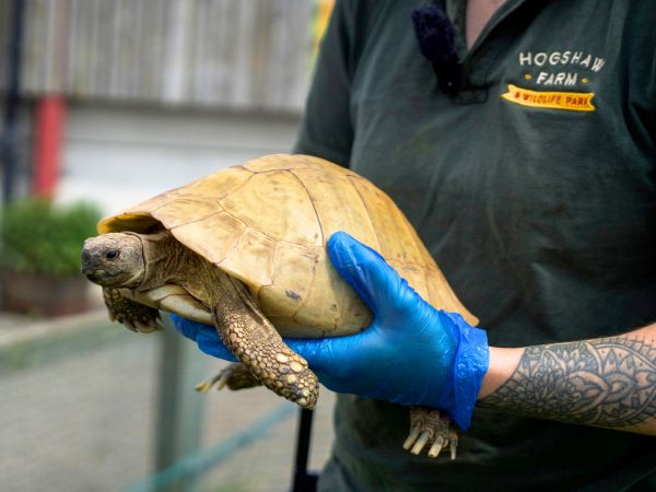 Tortoise Encounter