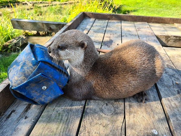 Otter-igami - Making otter enrichment