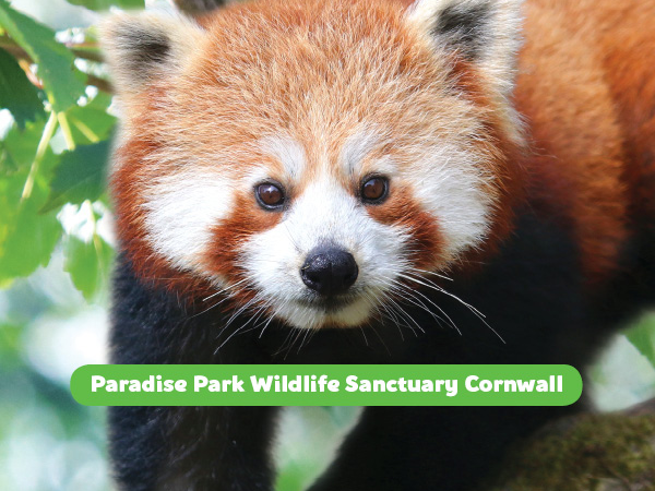 Summer Admission from 28th March 26 - Paradise Park CORNWALL