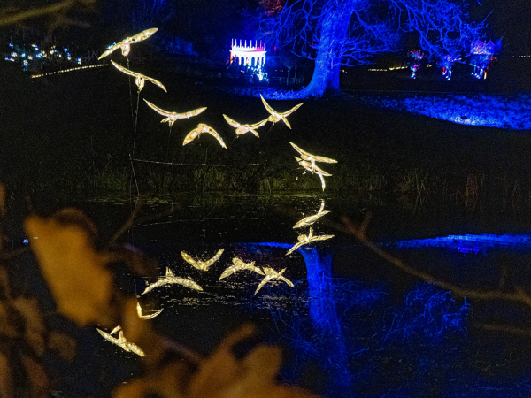 Enchanted Garden By Night