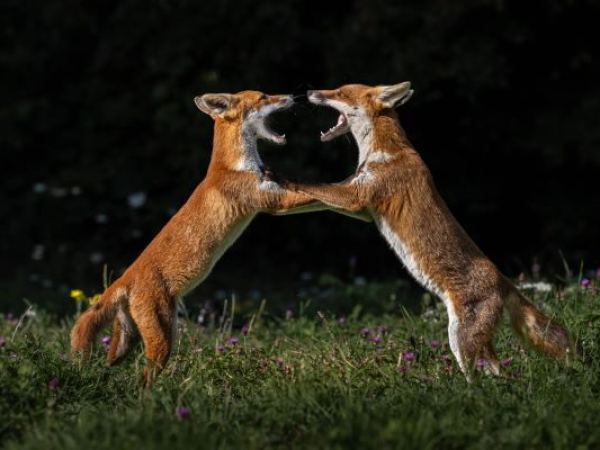 Branch Out | Fox Tales