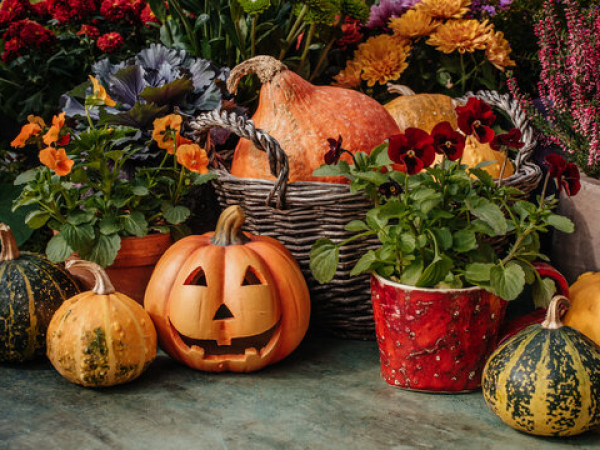 Garden/ STEM Hallowe'en Workshops - Late Primary Stage